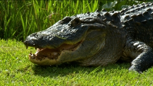 alligator 7